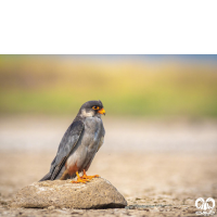 گونه شاهین آمور Amur Falcon